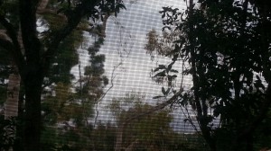 A view from my window on a rainy day. View from my window